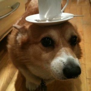 Meet your Posher, Patrick